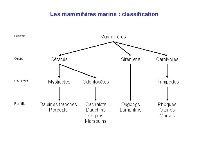 Les mammifères marins : classification Classe Ordre Ss-Ordre Famille Mammifères Cétacés Siréniens Mysticètes Odontocètes