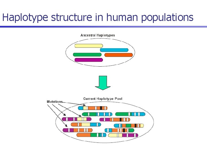 Haplotype structure in human populations 