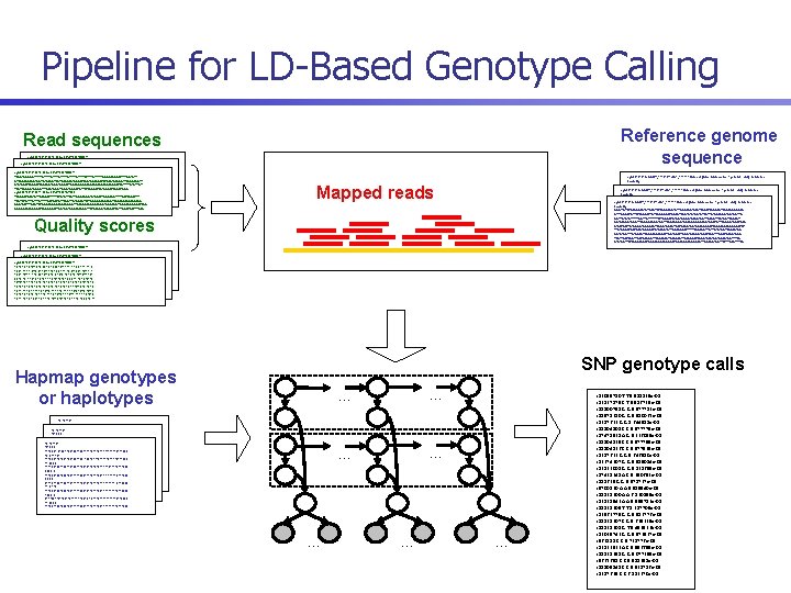 Pipeline for LD-Based Genotype Calling Reference genome sequence Read sequences >gnl|ti|1779718824 name: EI 1