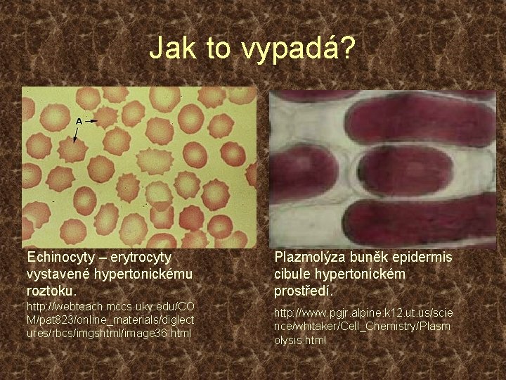 Jak to vypadá? Echinocyty – erytrocyty vystavené hypertonickému roztoku. http: //webteach. mccs. uky. edu/CO