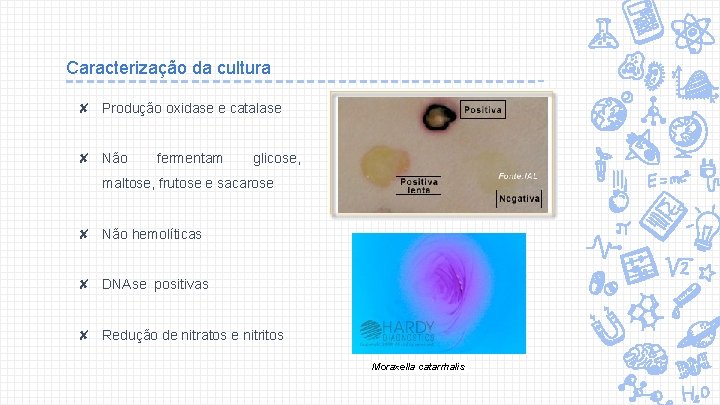 Caracterização da cultura ✘ Produção oxidase e catalase ✘ Não fermentam glicose, maltose, frutose