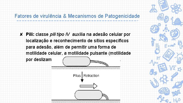 Fatores de virulência & Mecanismos de Patogenicidade ✘ Pili: classe pili tipo IV auxilia