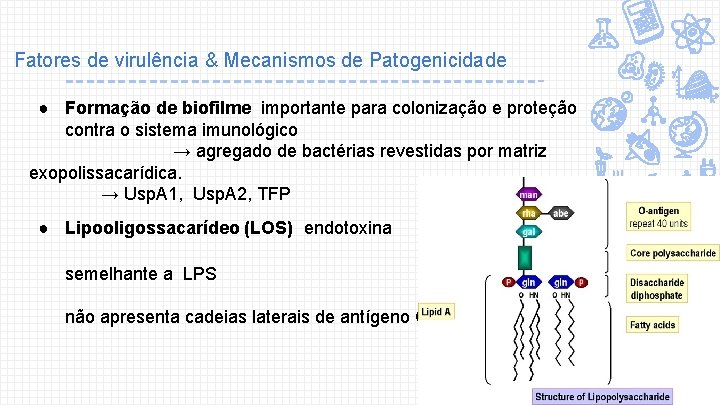 Fatores de virulência & Mecanismos de Patogenicidade ● Formação de biofilme importante para colonização