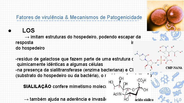 Fatores de virulência & Mecanismos de Patogenicidade ● LOS → imitam estruturas do hospedeiro,