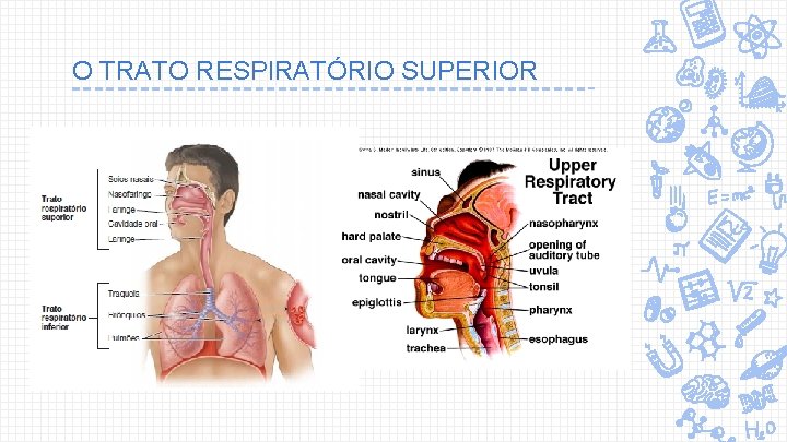 O TRATO RESPIRATÓRIO SUPERIOR 