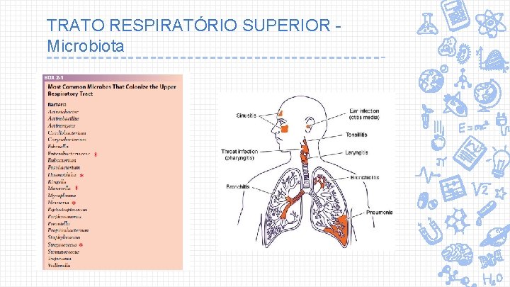 TRATO RESPIRATÓRIO SUPERIOR Microbiota 