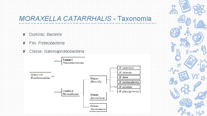 MORAXELLA CATARRHALIS - Taxonomia ✘ Domínio: Bacteria ✘ Filo: Proteobacteria ✘ Classe: Gammaproteobacteria 