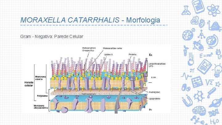 MORAXELLA CATARRHALIS - Morfologia Gram - Negativa: Parede Celular 