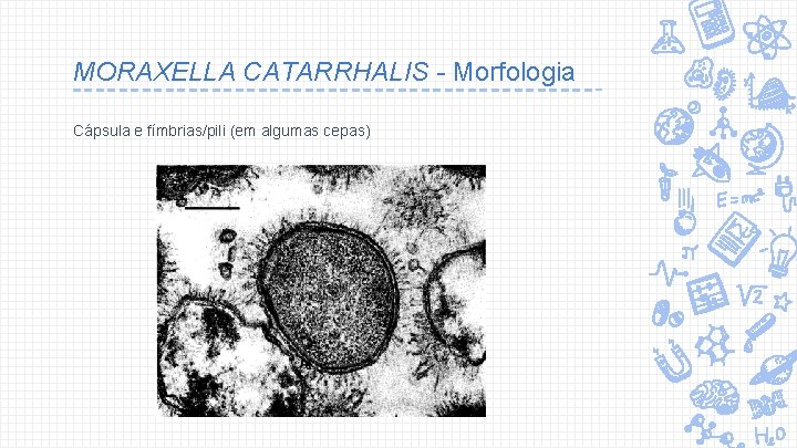 MORAXELLA CATARRHALIS - Morfologia Cápsula e fímbrias/pili (em algumas cepas) 