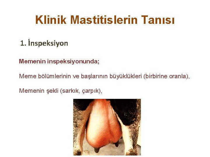 Klinik Mastitislerin Tanısı 1. İnspeksiyon Memenin inspeksiyonunda; Meme bölümlerinin ve başlarının büyüklükleri (birbirine oranla),