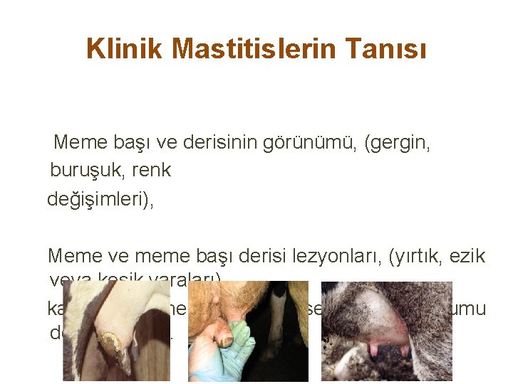 Klinik Mastitislerin Tanısı Meme başı ve derisinin görünümü, (gergin, buruşuk, renk değişimleri), Meme ve