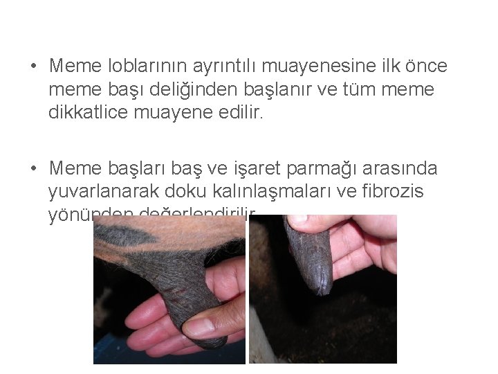  • Meme loblarının ayrıntılı muayenesine ilk önce meme başı deliğinden başlanır ve tüm
