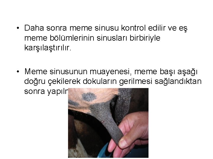  • Daha sonra meme sinusu kontrol edilir ve eş meme bölümlerinin sinusları birbiriyle