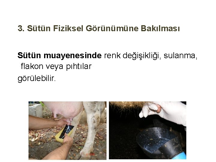 3. Sütün Fiziksel Görünümüne Bakılması Sütün muayenesinde renk değişikliği, sulanma, flakon veya pıhtılar görülebilir.