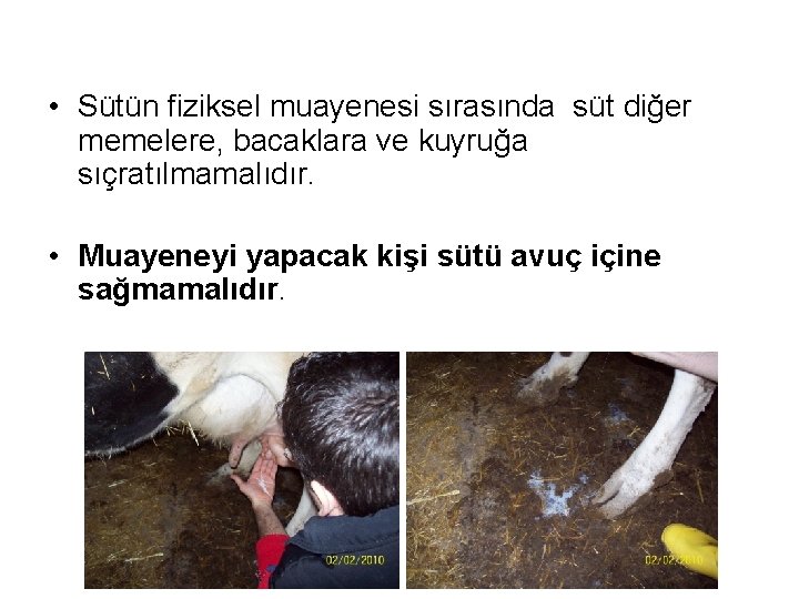  • Sütün fiziksel muayenesi sırasında süt diğer memelere, bacaklara ve kuyruğa sıçratılmamalıdır. •