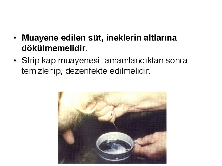  • Muayene edilen süt, ineklerin altlarına dökülmemelidir. • Strip kap muayenesi tamamlandıktan sonra