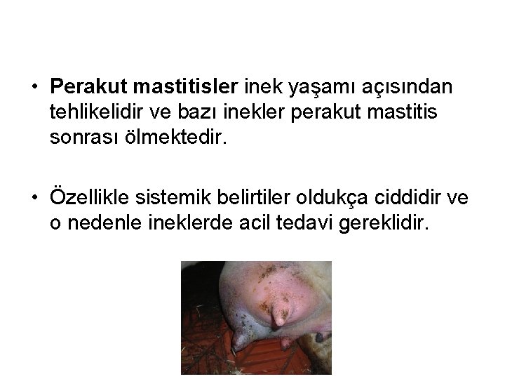  • Perakut mastitisler inek yaşamı açısından tehlikelidir ve bazı inekler perakut mastitis sonrası