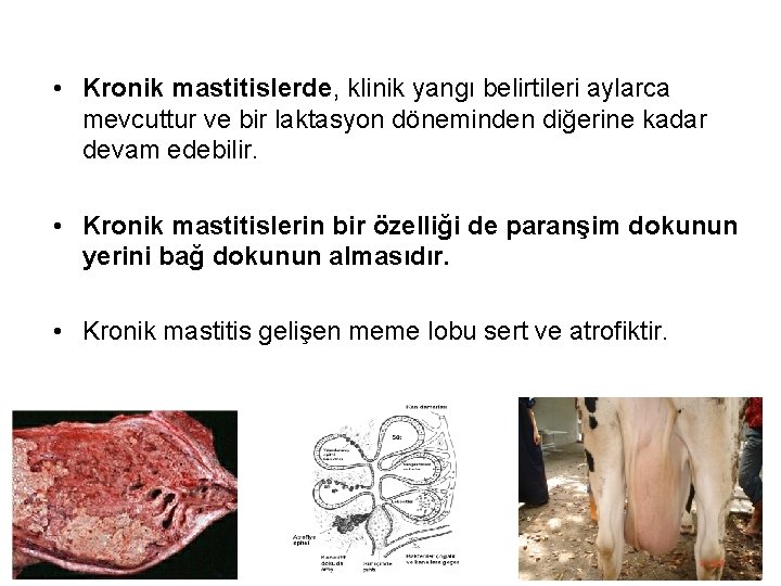  • Kronik mastitislerde, klinik yangı belirtileri aylarca mevcuttur ve bir laktasyon döneminden diğerine