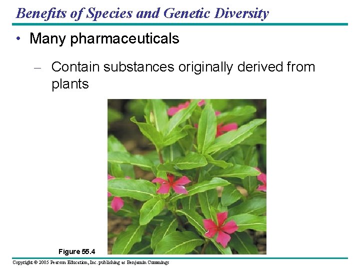 Benefits of Species and Genetic Diversity • Many pharmaceuticals – Contain substances originally derived