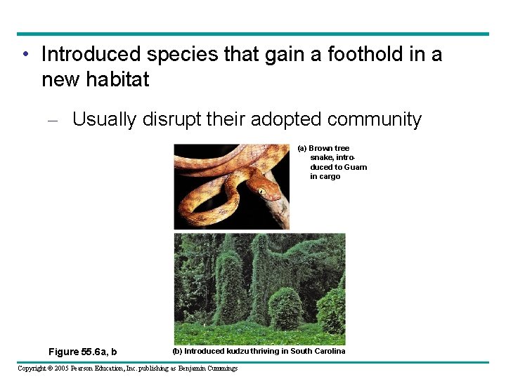  • Introduced species that gain a foothold in a new habitat – Usually