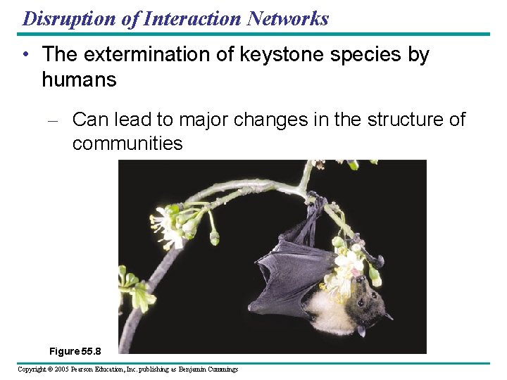 Disruption of Interaction Networks • The extermination of keystone species by humans – Can