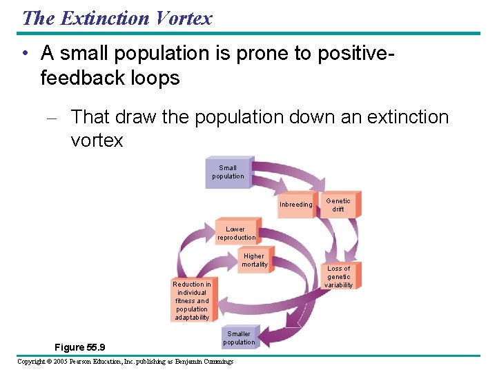 The Extinction Vortex • A small population is prone to positivefeedback loops – That