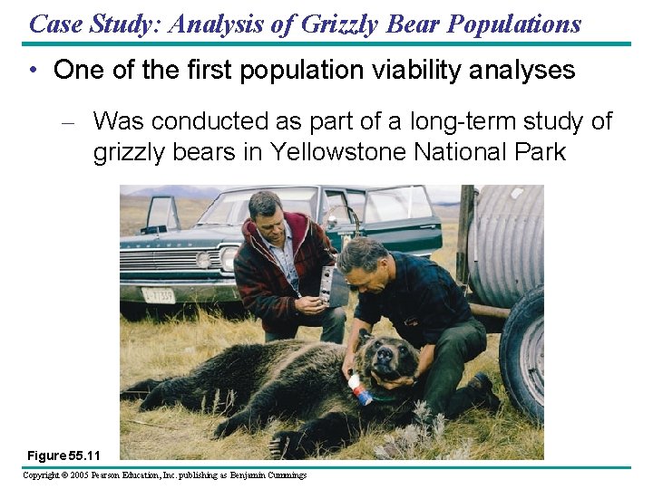 Case Study: Analysis of Grizzly Bear Populations • One of the first population viability