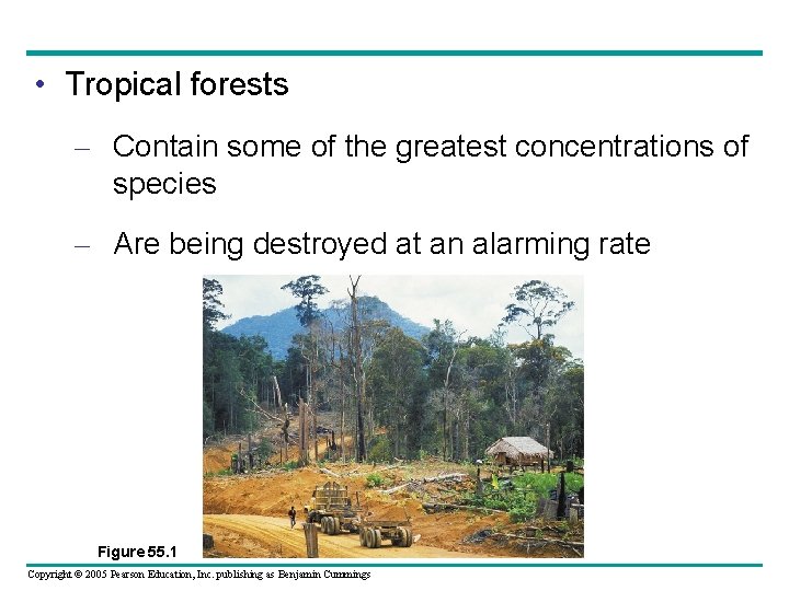  • Tropical forests – Contain some of the greatest concentrations of species –
