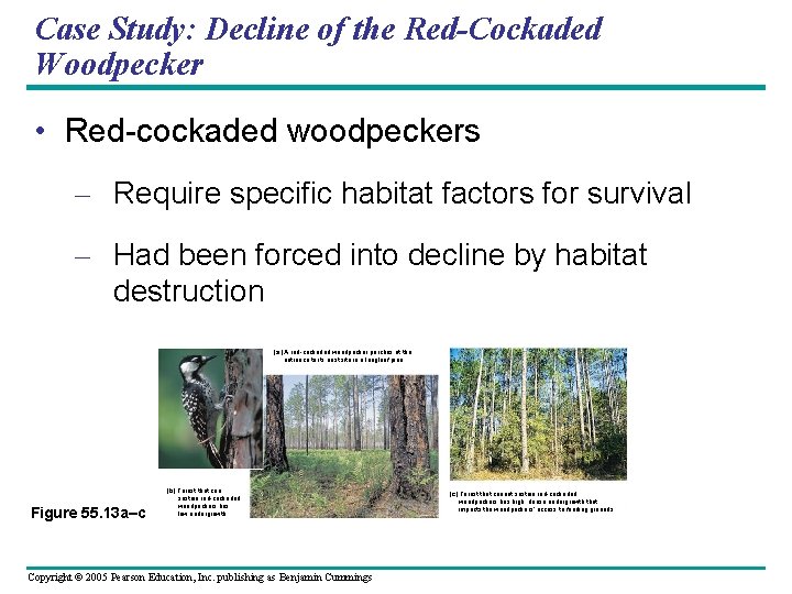 Case Study: Decline of the Red-Cockaded Woodpecker • Red-cockaded woodpeckers – Require specific habitat