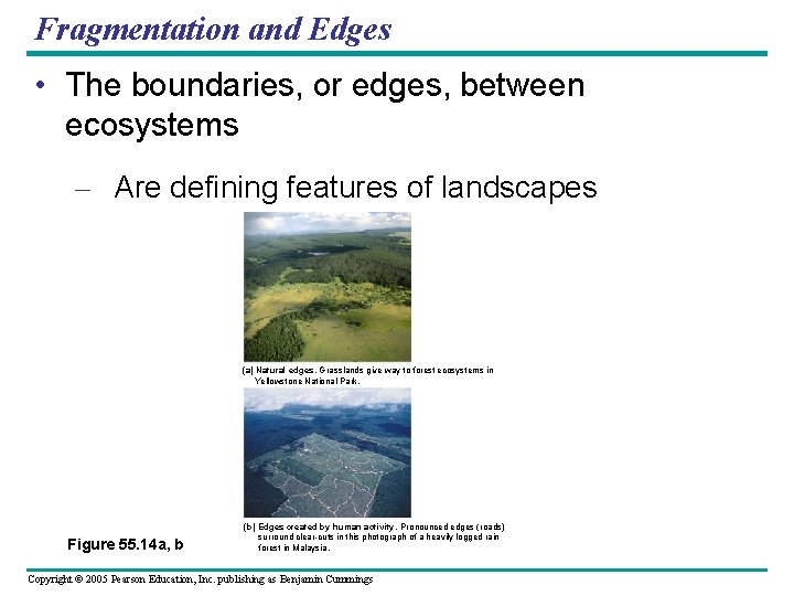 Fragmentation and Edges • The boundaries, or edges, between ecosystems – Are defining features