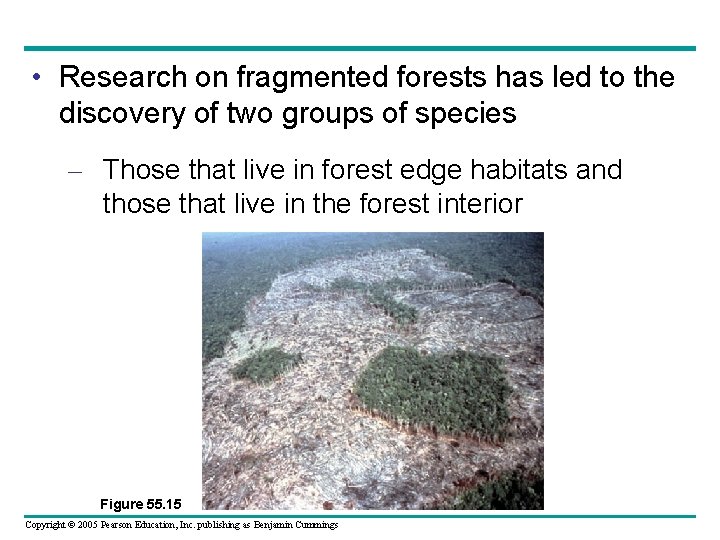  • Research on fragmented forests has led to the discovery of two groups
