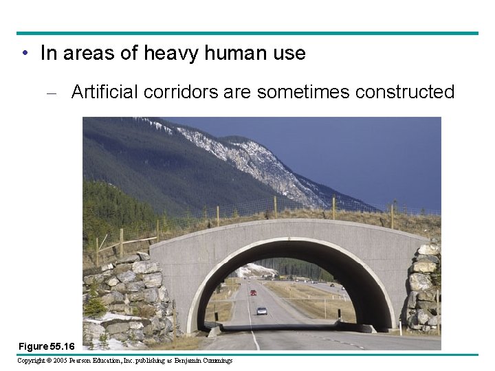  • In areas of heavy human use – Artificial corridors are sometimes constructed