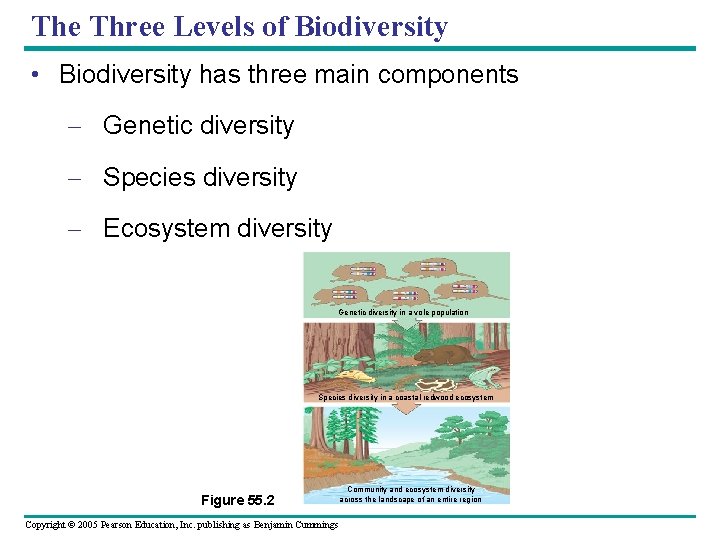 The Three Levels of Biodiversity • Biodiversity has three main components – Genetic diversity