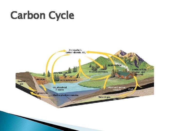 Carbon Cycle 