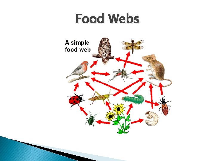 Food Webs 
