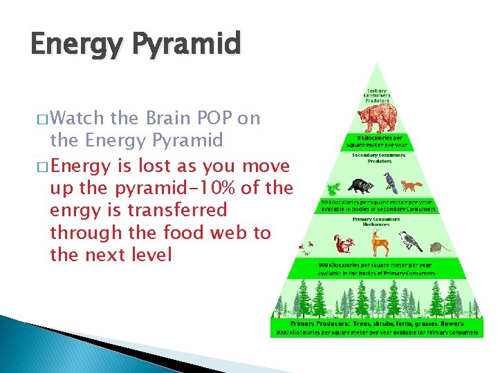 Energy Pyramid � Watch the Brain POP on the Energy Pyramid � Energy is