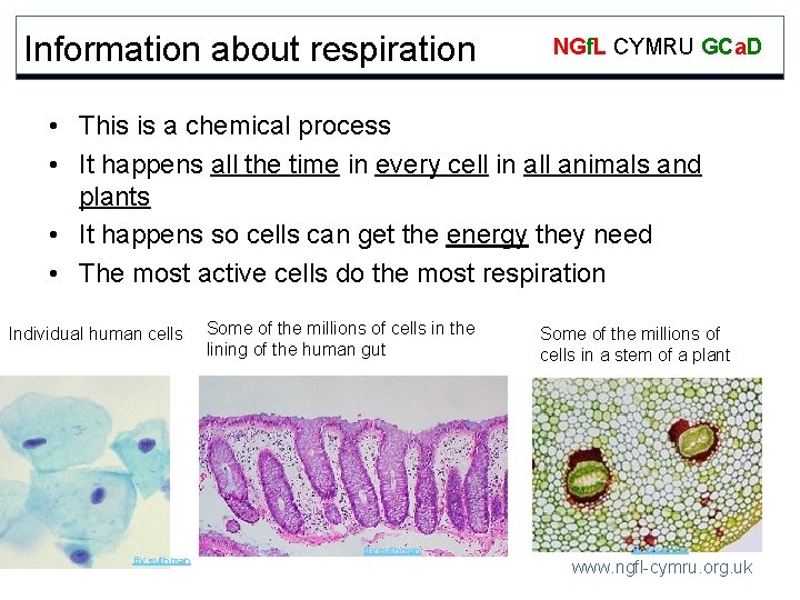 Information about respiration NGf. L CYMRU GCa. D • This is a chemical process