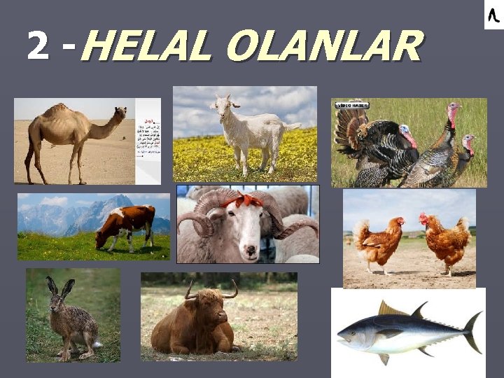 2 -HELAL OLANLAR 