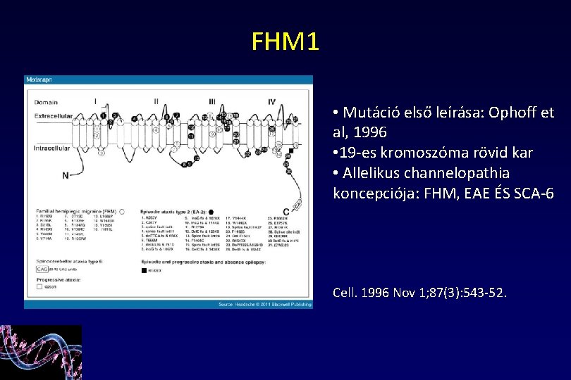 FHM 1 • Mutáció első leírása: Ophoff et al, 1996 • 19 -es kromoszóma