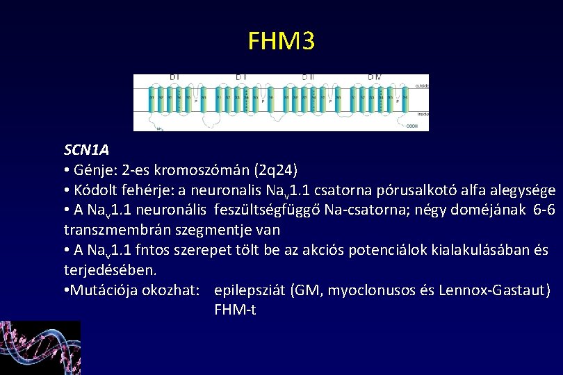 FHM 3 SCN 1 A • Génje: 2 -es kromoszómán (2 q 24) •