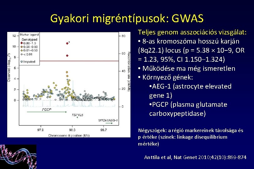 Gyakori migréntípusok: GWAS Teljes genom asszociációs vizsgálat: • 8 -as kromoszóma hosszú karján (8