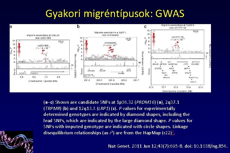 Gyakori migréntípusok: GWAS (a–c) Shown are candidate SNPs at 1 p 36. 32 (PRDM