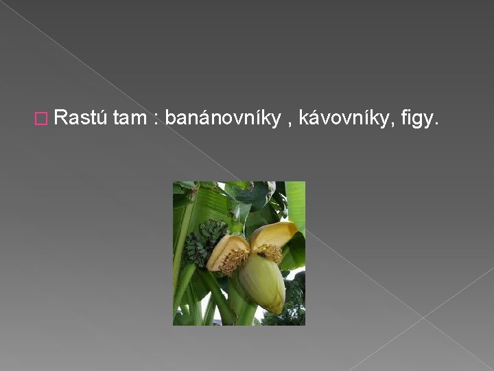 � Rastú tam : banánovníky , kávovníky, figy. 