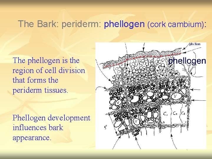 The Bark: periderm: phellogen (cork cambium): The phellogen is the region of cell division