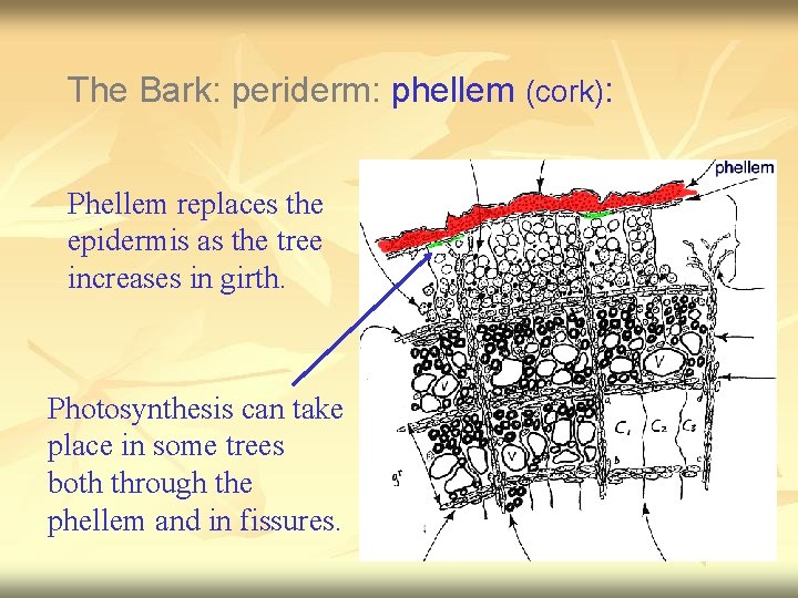 The Bark: periderm: phellem (cork): Phellem replaces the epidermis as the tree increases in