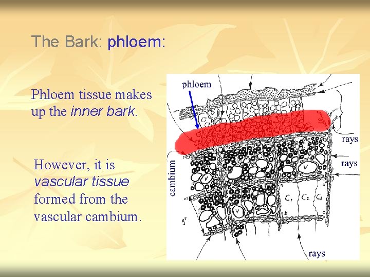 The Bark: phloem: Phloem tissue makes up the inner bark. However, it is vascular