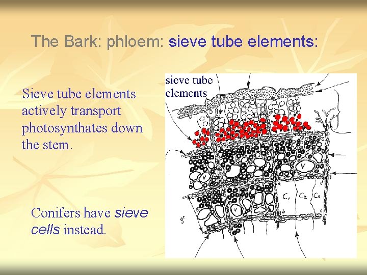 The Bark: phloem: sieve tube elements: Sieve tube elements actively transport photosynthates down the
