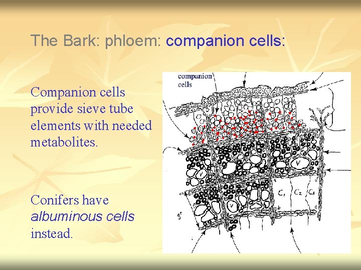 The Bark: phloem: companion cells: Companion cells provide sieve tube elements with needed metabolites.