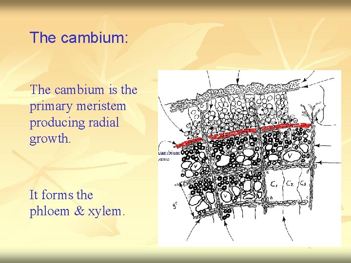 The cambium: The cambium is the primary meristem producing radial growth. It forms the