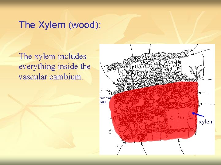 The Xylem (wood): The xylem includes everything inside the vascular cambium. 